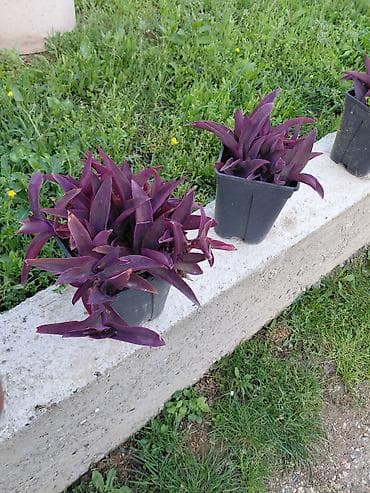 alat na prodaju: Tradeskancija purpurea (Purpurna trgovačka loza, Setkavica) – ukrasna — 1