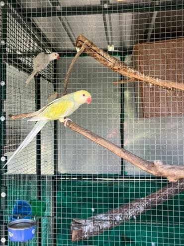 Ptice: Mali aleksandar (Rose-Ringed Parakeet) sa prepoznatljivim crvenim — 1