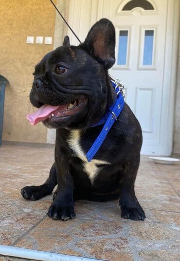 mini psi za stan: Francuski buldog – mužjak, tigraste (brindle) crne boje sa belom — 1
