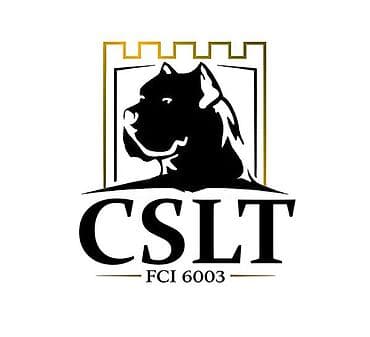 kućice za pse beograd: Cane Corso štenci U ponudi veoma perspektivni štenci iz različitih — 9