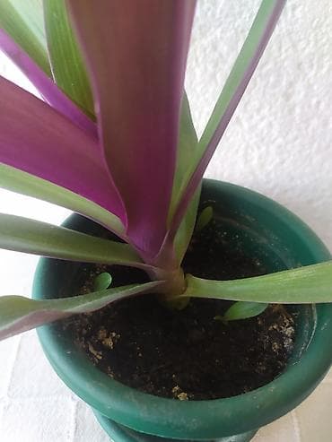 ukrasne lampe za sobu: Mojsijeva kolevka 30 cm - Tradescantia spathacea Prodaje se biljka sa — 5