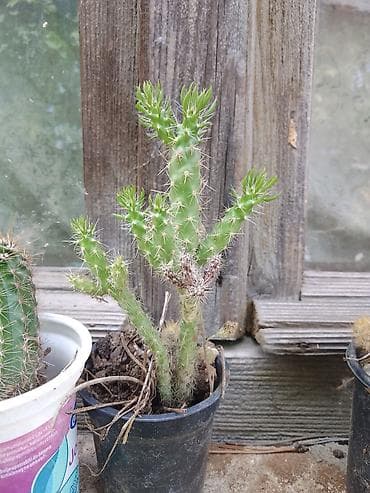 Kaktus – sukulent u saksiji (verovatno iz roda Opuntia /