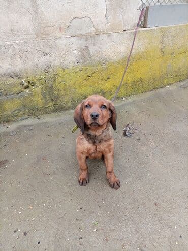 Alpski brak jazavicar jednog muziaka odgovaram na poruke ova je cena — 3