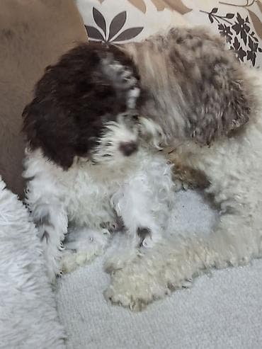 labrador psi: Rasni štenci – rase Lagotto Romagnolo (belo–braon) oznaka, mekanog — 9