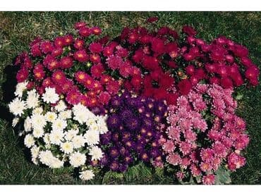 Lepa kata seme mix Cena:550din Pakovanje od 1gr Lepa kata ili aster se na lalafo.rs Lepa kata seme mix Cena:550din Pakovanje od 1gr Lepa kata ili aster se