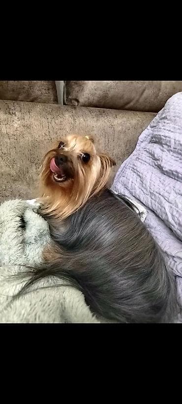 meso za pse prodaja: Jorkšir terijer – štenci iz kućnog legla majka ima kilo i po otac 980 — 2