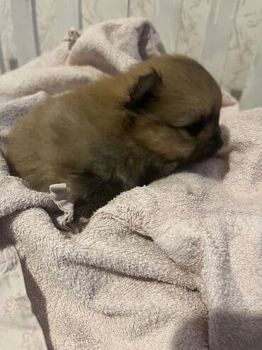 Pomeranac (špic) štene - Rasa: pomeranski špic (mini/spic tipičnog