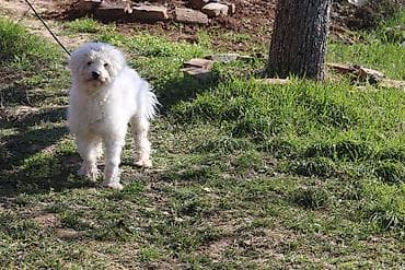 Dogs: Bison pudla miks, 6 meseci mlad — 2