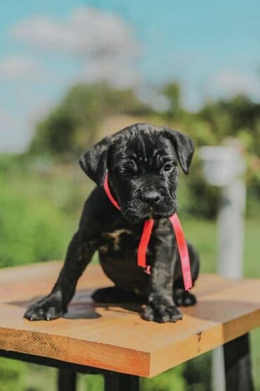 psi koji trazi tartufe: Postanite vlasnik jednog od naših vrhunskih Cane Corso štenaca — 25