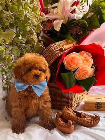 Pets & Animals: U ponudi prelepi štenci toy i patuljaste pudle,od negovanih i zdravih — 4