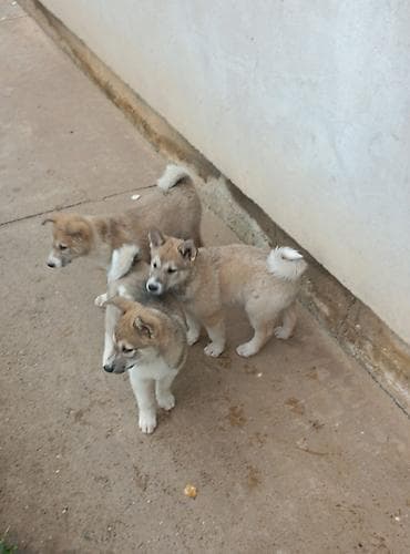 animal: Zapadnosibirska lajka štenci Na prodaju štenci ZAPADNOSIBIRSKE LAJKE — 5