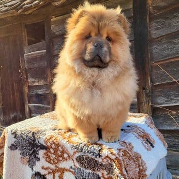 Životinje: Štenci Čau Čau Chow Chow stari četiri meseca dostupni za prodaju — 7