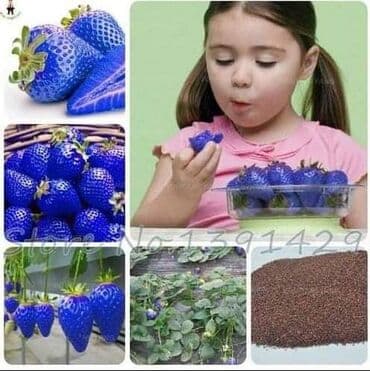 kontejnerske sadnice jagoda prodaja: Seme jagode više vrsta
Cena:650din/200 semenki — 5