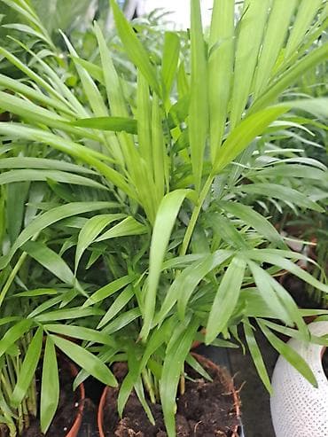 čep sa slavinom: Chlorophytum sa prve slike je 100, druge 300, trece 500 dinara — 9