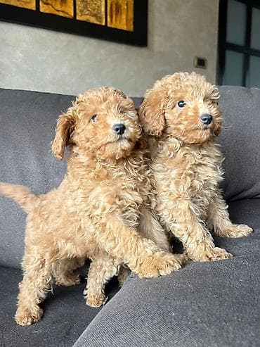 mini pudla cena: Muško i žensko štene toy pudle na prodaju. Lepe boje i dlake, sitnije — 2