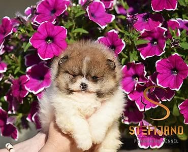 Pomeranac Boo. Čistokrvni, prelepi štenci pomeranca,vrhunskog porekla na lalafo.rs Pomeranac Boo. Čistokrvni, prelepi štenci pomeranca,vrhunskog porekla
