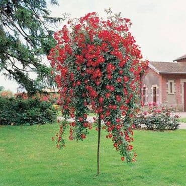 Baštenska dekoracija: Ruže stablašice – ukrasne ruže kalemljene - Različite boje i oblici — 10