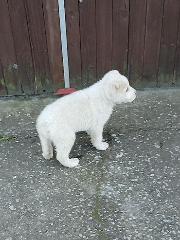 nemacki ovcar stenci na prodaju: Na prodaju ženka azijata (srednjeaziski ovčar) Stara 6. Nedelja — 9