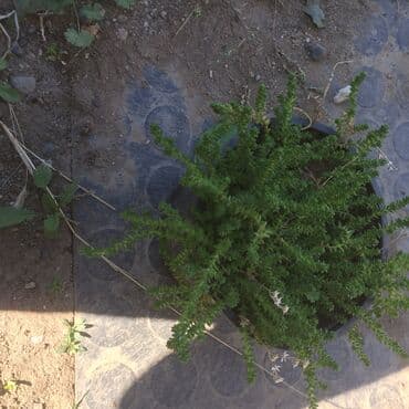 forma ideale sto za dnevnu sobu: Razno ne mrzne — 5