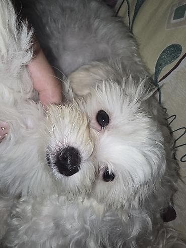 pepco kucica za macke: Rasa: mali beli pas tipa bišon/maltese (duga, mekana bela dlaka, crni — 1