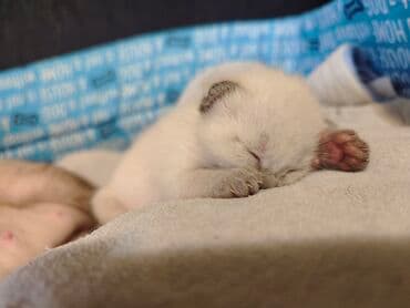 Cats: Dostupno sijamsko mače muškog pola, naviknuto na kućne uslove, naučeno — 8