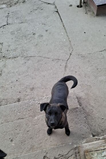 Psi: Na prodaju preslatki kučići mesanci malinoe i pulina.  Kučići su stari — 6