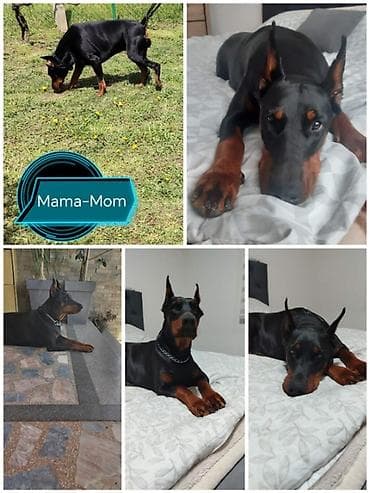 mali psi za stan cena: Na prodaju štenci dobermana – vrhunsko poreklo Oštenjeni 17.06.2026 — 7