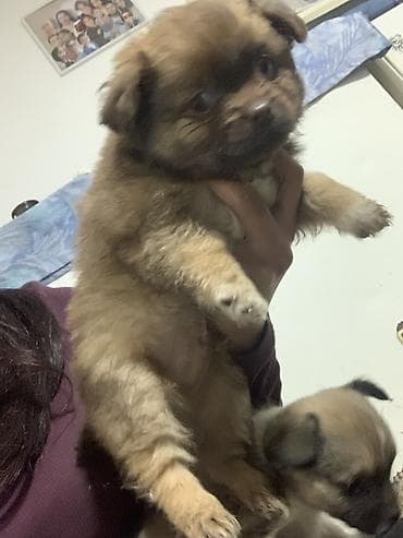 braon pudlica: Štene malih dimenzija – dugodlaki tip, braon boje Decak Rasa mesanac — 4