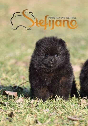haski pomeranac: Pomeranac Boo. Stenci pomeranca vrhunskog kvaliteta,vakcinisani uredno — 4