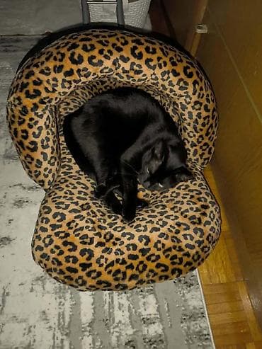 dozer za hranu za pse: Krevet papuča za kućne ljubimce sa naslonkm.Namenjena za mačke i male — 5