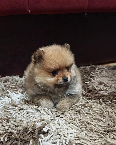 mesanac labradora i zlatnog retrivera: Štenci pomeranskog špica prelepog krzna i izuzetno sitne građe, muškog — 2