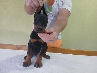 kovrdzavi psi: Vrhunski Doberman štenci 6 nedelja stari, vakcinisani i redovno — 7