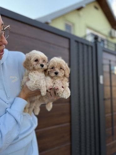 crni staford slike: Maltipoo vrhunske genetike u registrovanoj odgaivacnici Bahu Djokovic — 2