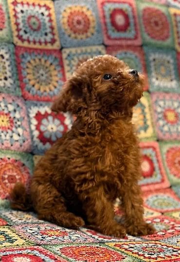 Ptice: Nasa odgajivacnica se nalazi u Indjiji i bavimo se uzgojom pasa 15 — 9