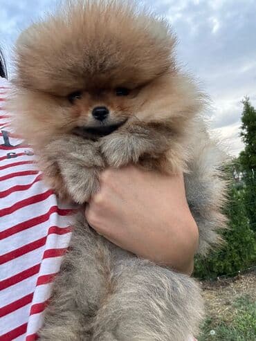 Psi: Pomeranac (Spitz) štene – fluffy mini meda - Rasa: pomeranski špic — 2