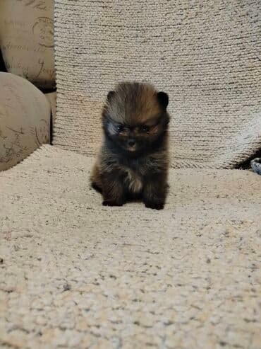 srednja pudla tezina: Pomeranski špic – štenci mini tipa (patuljasti spic). - Više — 3