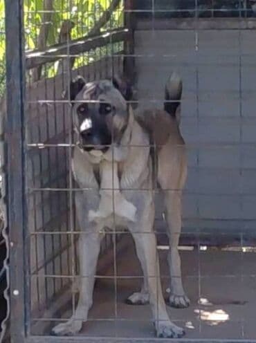 Psi: Turski Kangal, mužjak Na prodaju TURSKI KANGAL, mužjak star 22 meseca — 7
