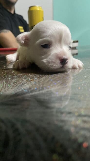 chau chau stene: Stene maltezera 3 zenke i 2 muska Rodjeni 28.11 Javite se u inbox za — 1