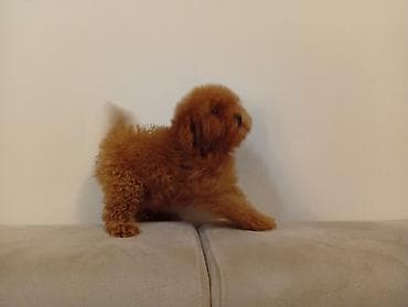 koker pudla: Toy pudla,star 3 meseca primio tri vakcine,odgajana u kućnim — 3