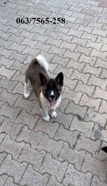 labrador beograd: Američka Akita Na prodaju štenci Američke Akite 3 ženki i 3 — 9