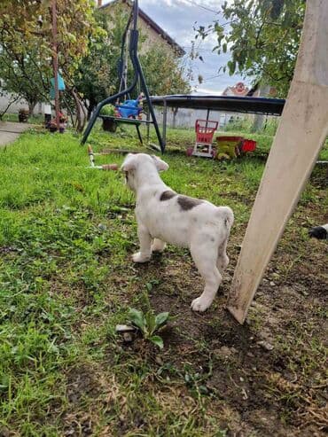 francuski pit bul: Štenci francuskog buldoga, oštenjeni 28.07, čekaju svoje nove — 2