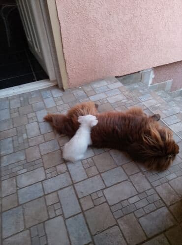 Štenad maltezera mesanac poklanjam uz kamenog Riki ima dokumente jeli