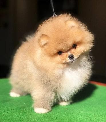 Pomeranac / Pomeranian / Boo štenci Ako ste odgovorna osoba i imate