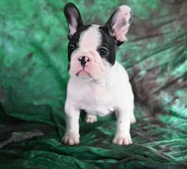 Francuski buldog – štene - Rasa: francuski buldog - Pol: muško