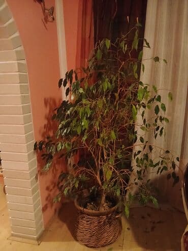 sobne biljke beograd: Veliki sobni fikus benjamin (Ficus benjamina) u dekorativnoj pletenoj — 3