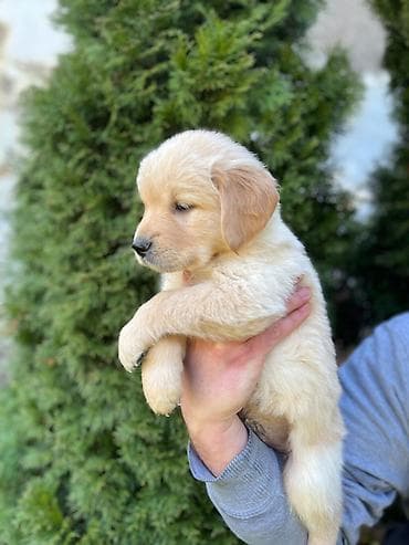 ljubimci na poklon: Na prodaju stenci Zlatnog retrivera ostenjeni 19.01.2026. Stenci su — 2