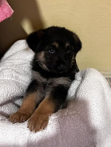 Dogs: Poklanjam kuce 🐶 Tri dečake i devojčica Majka je nemački ovčar Imaju 8 — 2