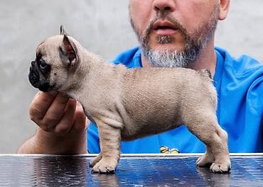 francuski buldog blue: French Buldog kennel Srcky's Fci 3759 oglasava vrhunsko leglo 3 zenke — 6