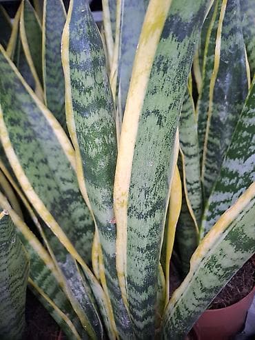 skuba sa elastinom: Chlorophytum, Tamjanika, Sanseverije, Yucca, Drvo Zivota, Palma — 10