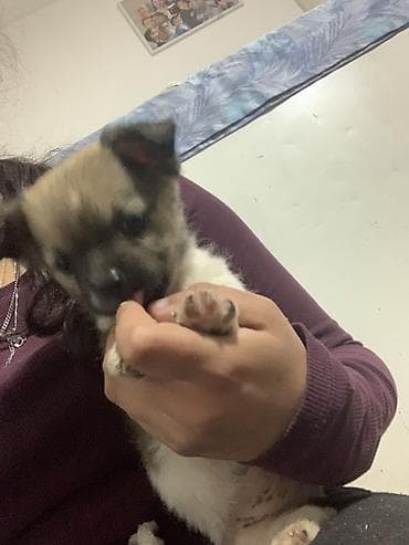 mali beli psi: Preslatko štene malog rasta majka dugodlaka civava otac Si -Cu - — 3